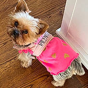 Abby is registered to the contest to win money with this photo: dog, yorkshire_terrier, small_dog, pet, pink_dress, hearts_pattern, hardwood_floor, looking_up, cute, indoors, collar, id_tag, fur, big_eyes, upright_ears, portrait, standing, top_view, wood_floor, close_up