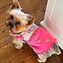 dog, yorkshire_terrier, small_dog, pet, pink_dress, hearts_pattern, hardwood_floor, looking_up, cute, indoors, collar, id_tag, fur, big_eyes, upright_ears, portrait, standing, top_view, wood_floor, close_up