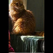 Marmalade is registered to the contest to win money with this photo: animal, blanket, brown_fur, cat, cozy, curtain, digital_screen, fluffy, home, indoors, long_hair, looking_at_camera, orange_cat, pet, phone_screenshot, portrait, sitting, sunlight, tabby, window