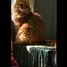 animal, blanket, brown_fur, cat, cozy, curtain, digital_screen, fluffy, home, indoors, long_hair, looking_at_camera, orange_cat, pet, phone_screenshot, portrait, sitting, sunlight, tabby, window