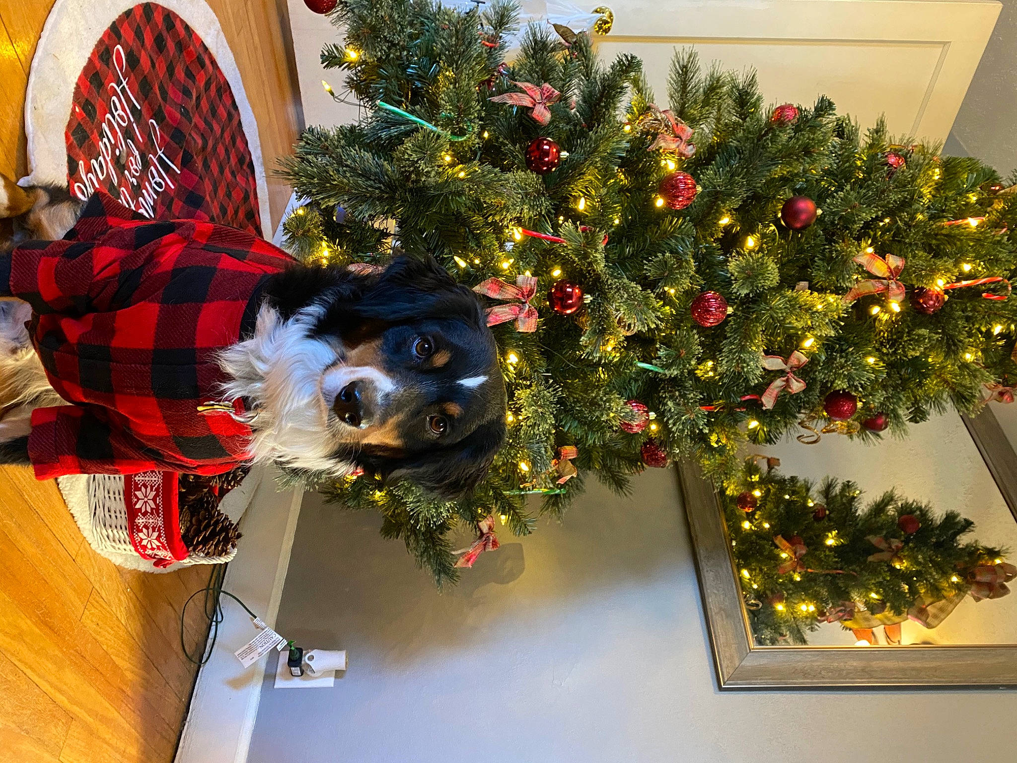 Cooper is registered to the contest to win money with this photo: christmas, christmas_decoration, christmas_eve, christmas_ornament, christmas_tree, event, evergreen, holiday, holiday_ornament, houseplant, interior_design, ornament, plaid, plant, red, room, tartan, tree, twig, window