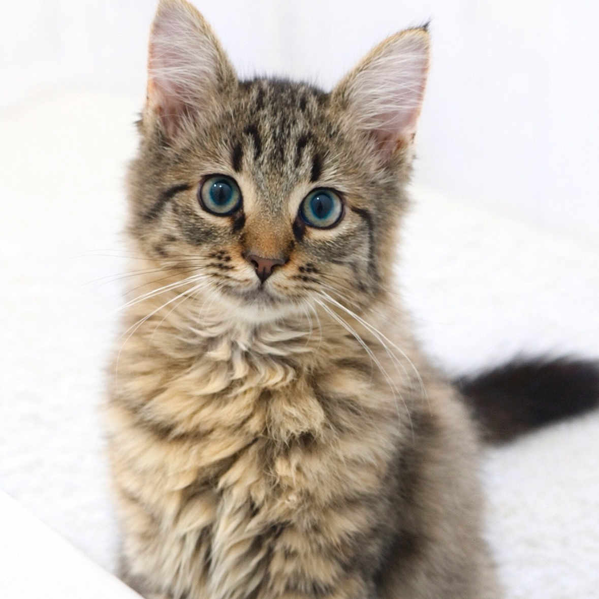 Autumn Corbin joined the competition — help win amazing prizes! adorable, animal, blue_eyes, cat, curious, cute, ears, face, feline, fluffy, fur, indoor, kitten, pet, sitting, small, soft, tabby, whiskers, young