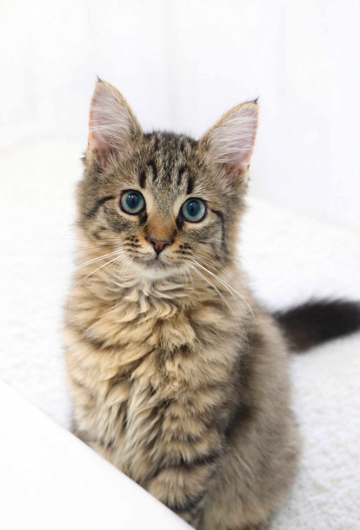 Autumn Corbin joined the competition — help win amazing prizes! kitten, cat, tabby, blue_eyes, fluffy, fur, pet, animal, cute, whiskers, ears, face, sitting, indoor, young, small, feline, curious, soft, adorable