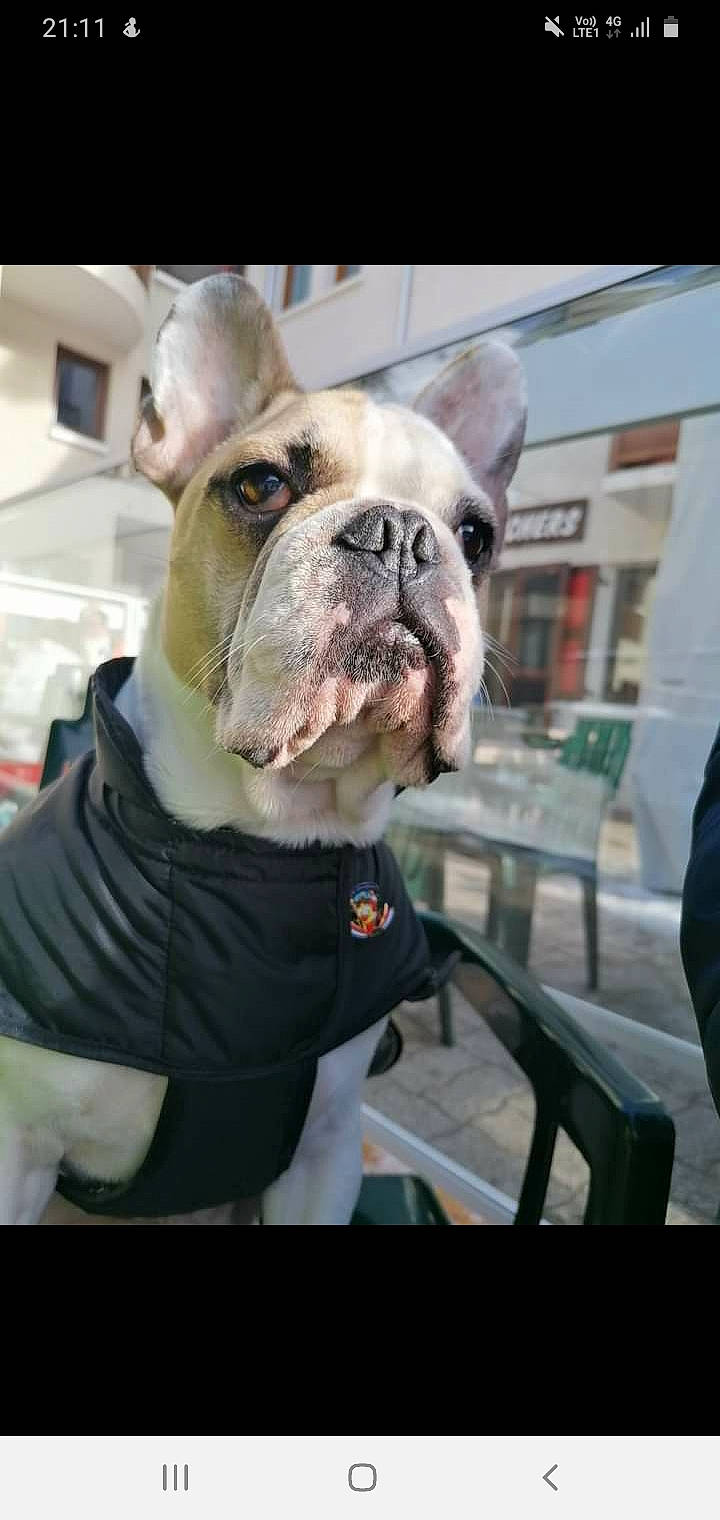 Georges a rejoint le concours — aidez-le/la à gagner de superbes lots ! american_bulldog, ancient_dog_breeds, australian_bulldog, bulldog, canidae, carnivore, companion_dog, dog, dog_breed, french_bulldog, mammal, non_sporting_group, old_english_bulldog, olde_english_bulldogge, rare_breed_dog, snout, sporting_group, toy_bulldog, vertebrate, white_english_bulldog