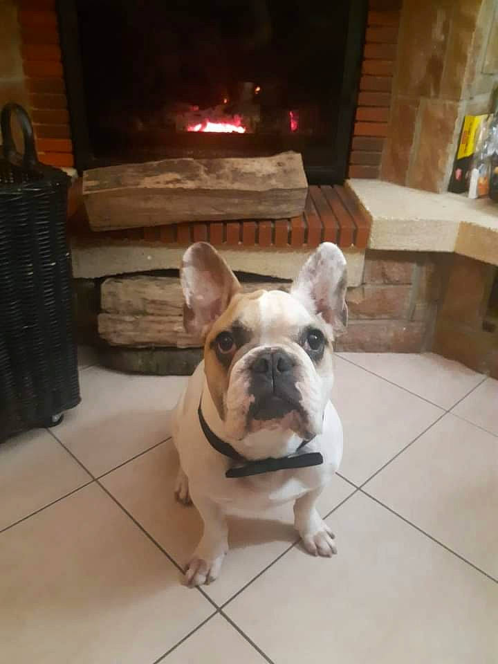 Georges a rejoint le concours — aidez-le/la à gagner de superbes lots ! american_bulldog, australian_bulldog, british_bulldogs, bulldog, canidae, carnivore, companion_dog, dog, dog_breed, fawn, french_bulldog, mammal, non_sporting_group, nose, old_english_bulldog, olde_english_bulldogge, puppy_love, snout, toy_bulldog, vertebrate