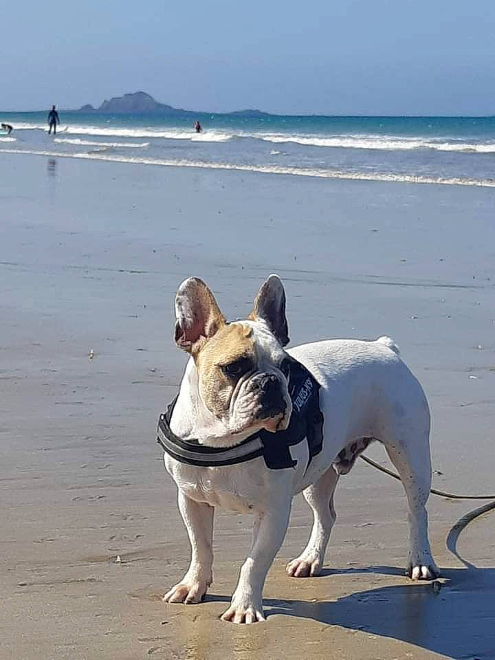 Georges participe au concours pour gagner de l'argent avec cette photo : beach, canidae, carnivore, companion_dog, dog, dog_breed, dog_walking, fawn, french_bulldog, mammal, non_sporting_group, snout, vertebrate