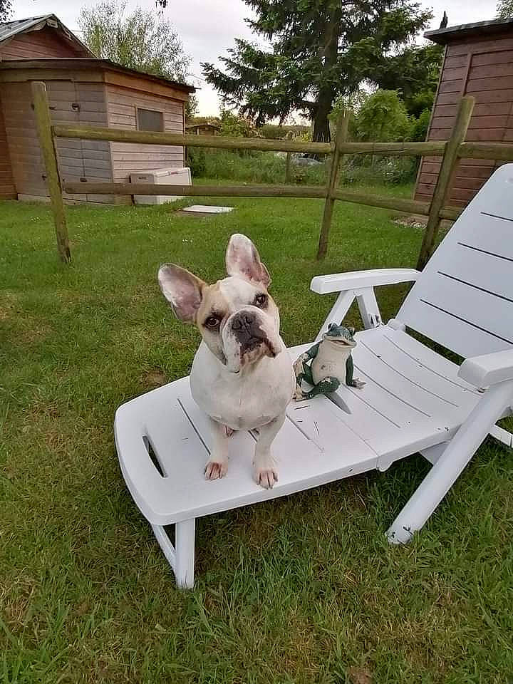 Georges participe au concours pour gagner de l'argent avec cette photo : backyard, canidae, carnivore, chair, companion_dog, dog, dog_breed, domestic_rabbit, fawn, french_bulldog, furniture, grass, home, house, lawn, mammal, non_sporting_group, plant, table, yard