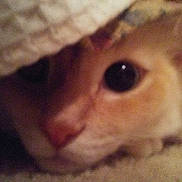 Luke is registered to the contest to win money with this photo: cat, close_up, eye, peeking, blanket, fabric, curious, indoor, cozy, feline, pet, soft_texture, whiskers, nose, face, paw, animal, mammal, cute, hidden