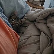 Plume participe au concours pour gagner de l'argent avec cette photo : cat, tabby_cat, kitten, pet, animal, face, eyes, ears, fur, blanket, bedding, bed, bedroom, cozy, indoors, sleeping, hiding, portrait, window, chair