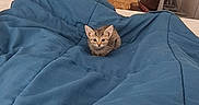 Plume participe au concours pour gagner de l'argent avec cette photo : cat, kitten, animal, pet, blue_blanket, bed, bedroom, indoors, portrait, sitting, feline, fur, ears, eyes, small, cute, cozy, home, furniture, fabric