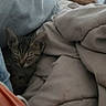 Plume a rejoint le concours — aidez-le/la à gagner de superbes lots ! cat, kitten, tabby, sleeping, cozy, blanket, bed, indoor, pet, feline, fur, ears, closed_eyes, snuggling, resting, cuddly, soft, home, warm, portrait