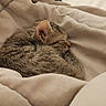 Plume a rejoint le concours — aidez-le/la à gagner de superbes lots ! cat, tabby_cat, sleeping, curled_up, pet, animal, bed, blanket, comforter, cozy, indoors, bedroom, resting, fur, whiskers, ears, brown, gray, soft_lighting, nap