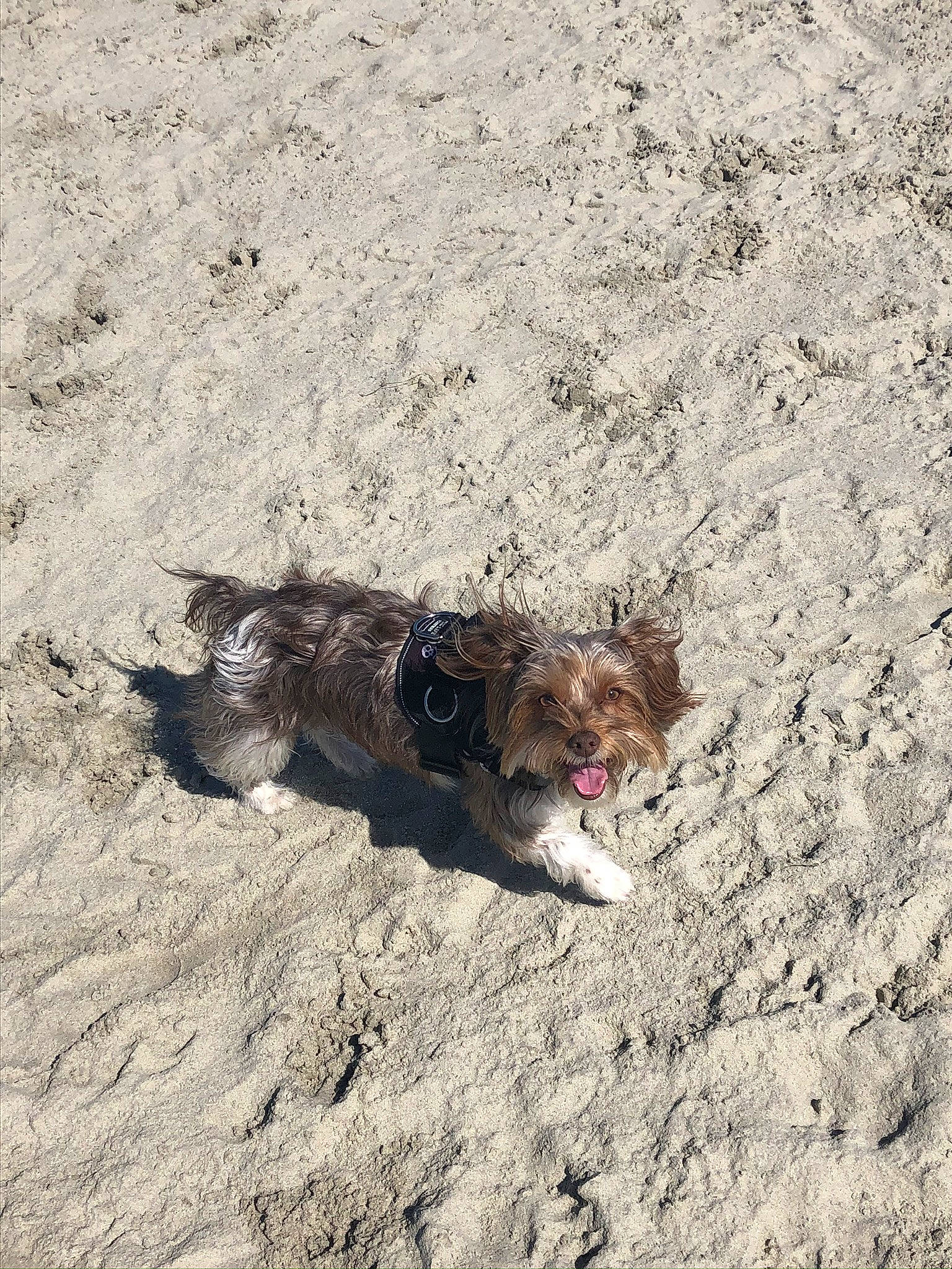 Mitzi is registered to the contest to win money with this photo: cairn_terrier, canidae, carnivore, dog, dog_breed, sand, soil, street_dog, terrier