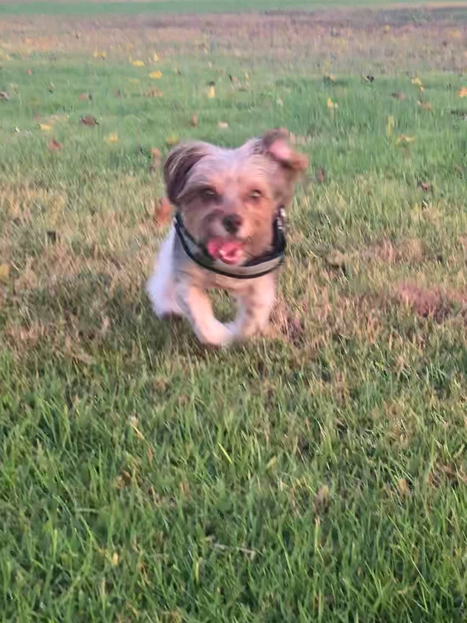 Mitzi joined the competition — help win amazing prizes! canidae, carnivore, companion_dog, dog, dog_breed, fawn, grass, mammal, morkie, non_sporting_group, puppy, rare_breed_dog, sporting_group, terrier, vertebrate, yorkshire_terrier