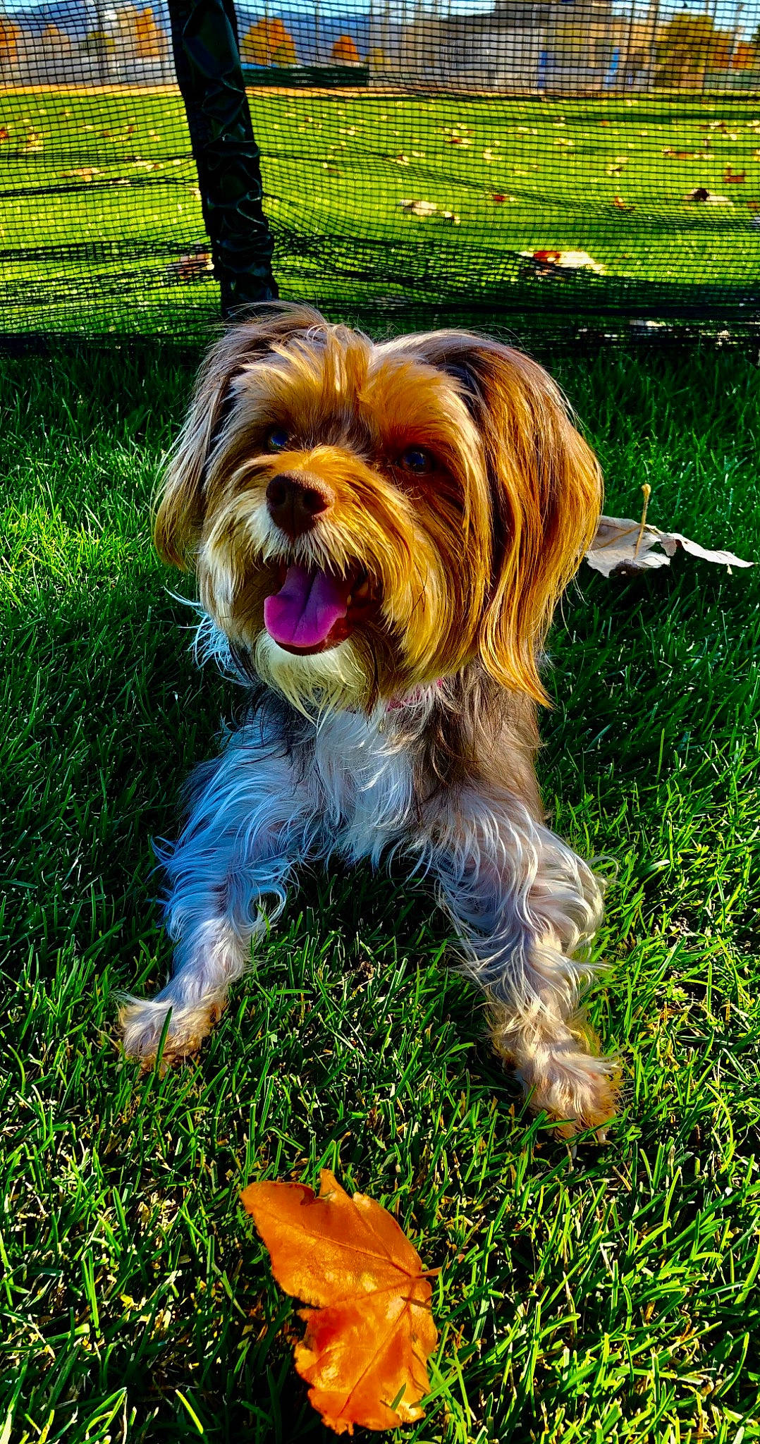 Mitzi joined the competition — help win amazing prizes! australian_silky_terrier, biewer_terrier, canidae, carnivore, companion_dog, dog, dog_breed, grass, lhasa_apso, mammal, petit_basset_griffon_vendeen, puppy, rare_breed_dog, small_terrier, sporting_group, terrier, tibetan_terrier, toy_dog, vertebrate, yorkshire_terrier