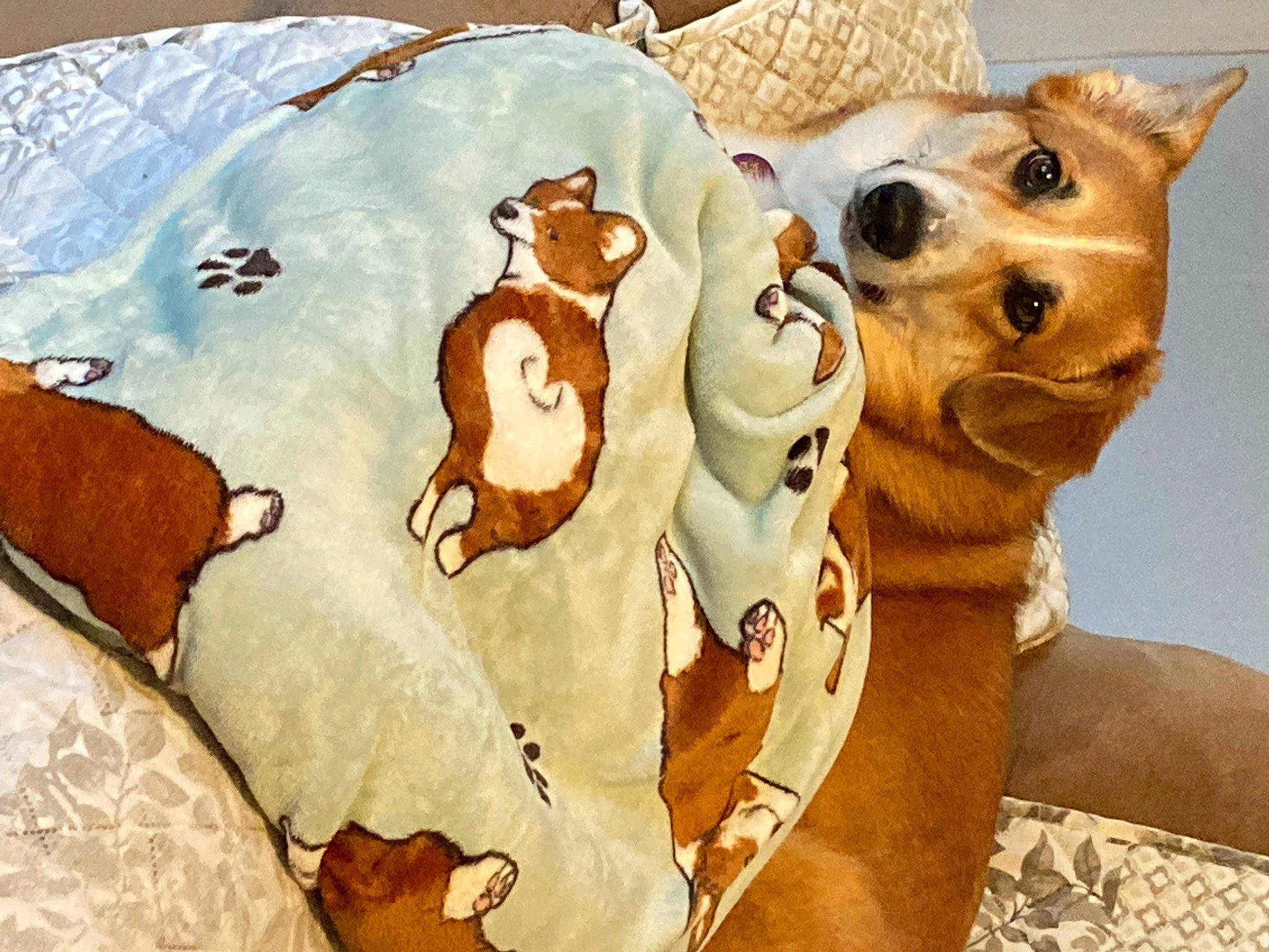 Frankie Jo is registered to the contest to win money with this photo: art, carnivore, chihuahua, companion_dog, dog, dog_breed, dog_supply, drawing, fawn, fictional_character, fur, illustration, linens, painting, sighthound, small_to_medium_sized_cats, toy_dog, visual_arts, whiskers, working_animal