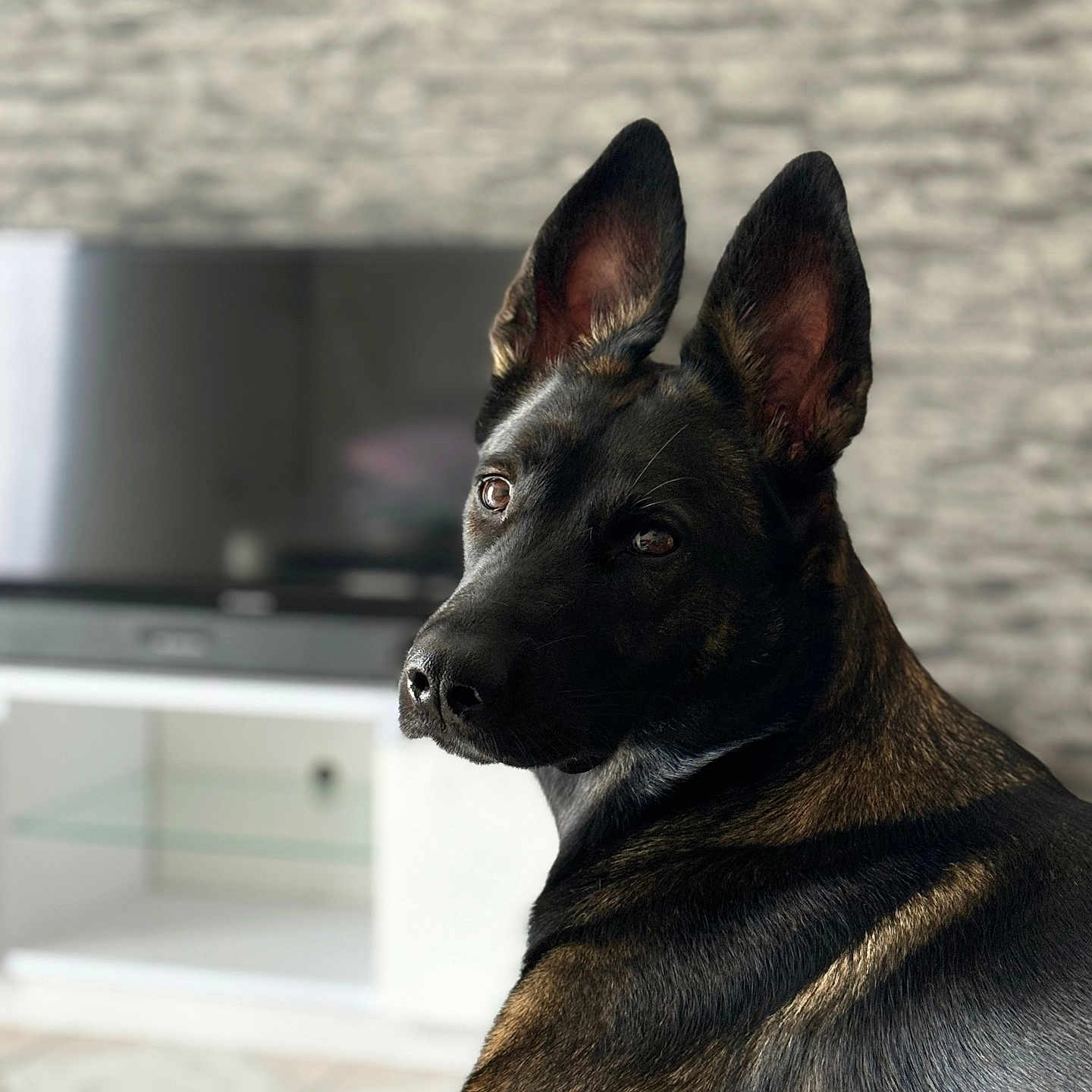Nala participe au concours pour gagner de l'argent avec cette photo : animal, bulldog, canine, computerhardware, dog, electronics, frenchbulldog, germanshepherd, hardware, hound, indoors, interiordesign, labradorretriever, monitor, pet, policedog, puppy, screen, snout, tv