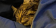 Quill joined the competition — help win amazing prizes! cat, tabby, sleeping, cozy, blanket, blue, fur, whiskers, ears, nap, indoor, pet, resting, comfort, warm, animal, closeup, relaxation, soft, cute