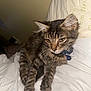 Quill is registered to the contest to win money with this photo: cat, tabby, pet, collar, bed, white_bedding, indoor, feline, resting, fur, whiskers, ears, animal, close_up, domestic, cute, sleepy, relaxed, portrait, soft_light