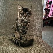 Quill is registered to the contest to win money with this photo: cat, tabby, feline, animal, pet, chair, indoor, fur, tail, whiskers, patterned_fabric, exercise_bike, curtains, carpet, home, looking, sitting, calm, curious, domestic