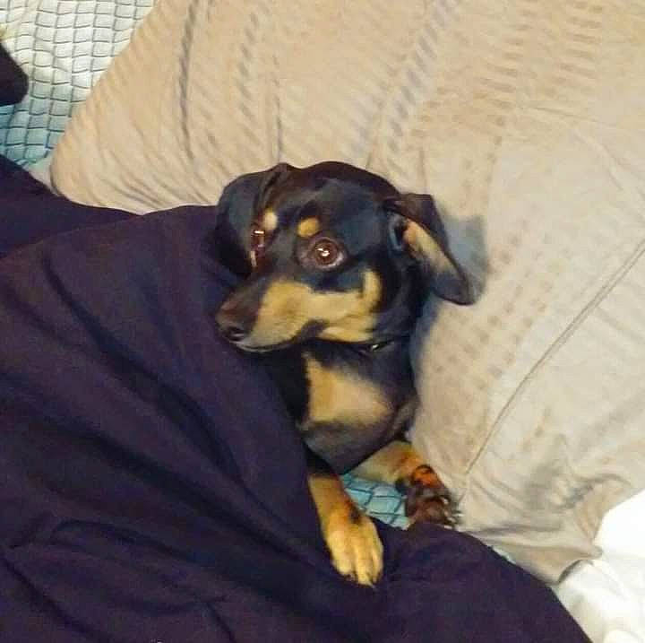 Max joined the competition — help win amazing prizes! beagador, black_and_tan_terrier, canidae, carnivore, companion_dog, dog, dog_breed, fawn, german_pinscher, huntaway, mammal, manchester_terrier, miniature_pinscher, pinscher, prazsky_krysarik, puppy, puppy_love, smaland_hound, transylvanian_hound, vertebrate