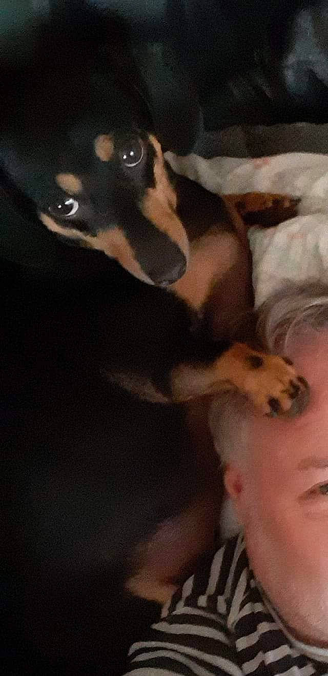 Max is registered to the contest to win money with this photo: canidae, carnivore, dobermann, dog, dog_breed, german_pinscher, guard_dog, huntaway, mammal, manchester_terrier, miniature_pinscher, pinscher, puppy, toy_dog