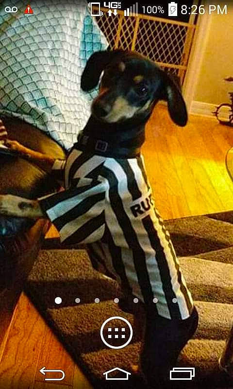 Max joined the competition — help win amazing prizes! canidae, carnivore, companion_dog, dog, dog_breed, guard_dog, italian_greyhound, mammal, manchester_terrier, miniature_pinscher, toy_dog