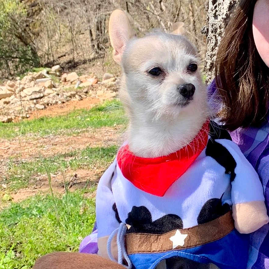 Shooter is registered to the contest to win money with this photo: animal, autumn, bandana, canine, casual_clothing, costume, cowboy_outfit, dog, grass, hand, hat, lap, nature, outdoor, person, pet, plaid_shirt, small_dog, sunlight, tree