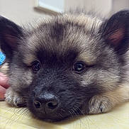Enzo joined the competition — help win amazing prizes! puppy, dog, closeup, face, fur, nose, ears, whiskers, resting, indoor, table, yellow_surface, animal, cute, pet, portrait, brown_fur, black_nose, soft, calm