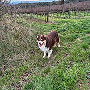 Chouchou a rejoint le concours — aidez-le/la à gagner de superbes lots ! dog, grass, vineyard, mountains, sky, clouds, sunset, nature, outdoor, animal, canine, field, greenery, trees, landscape, pets, happy, tongue_out, fur, rural
