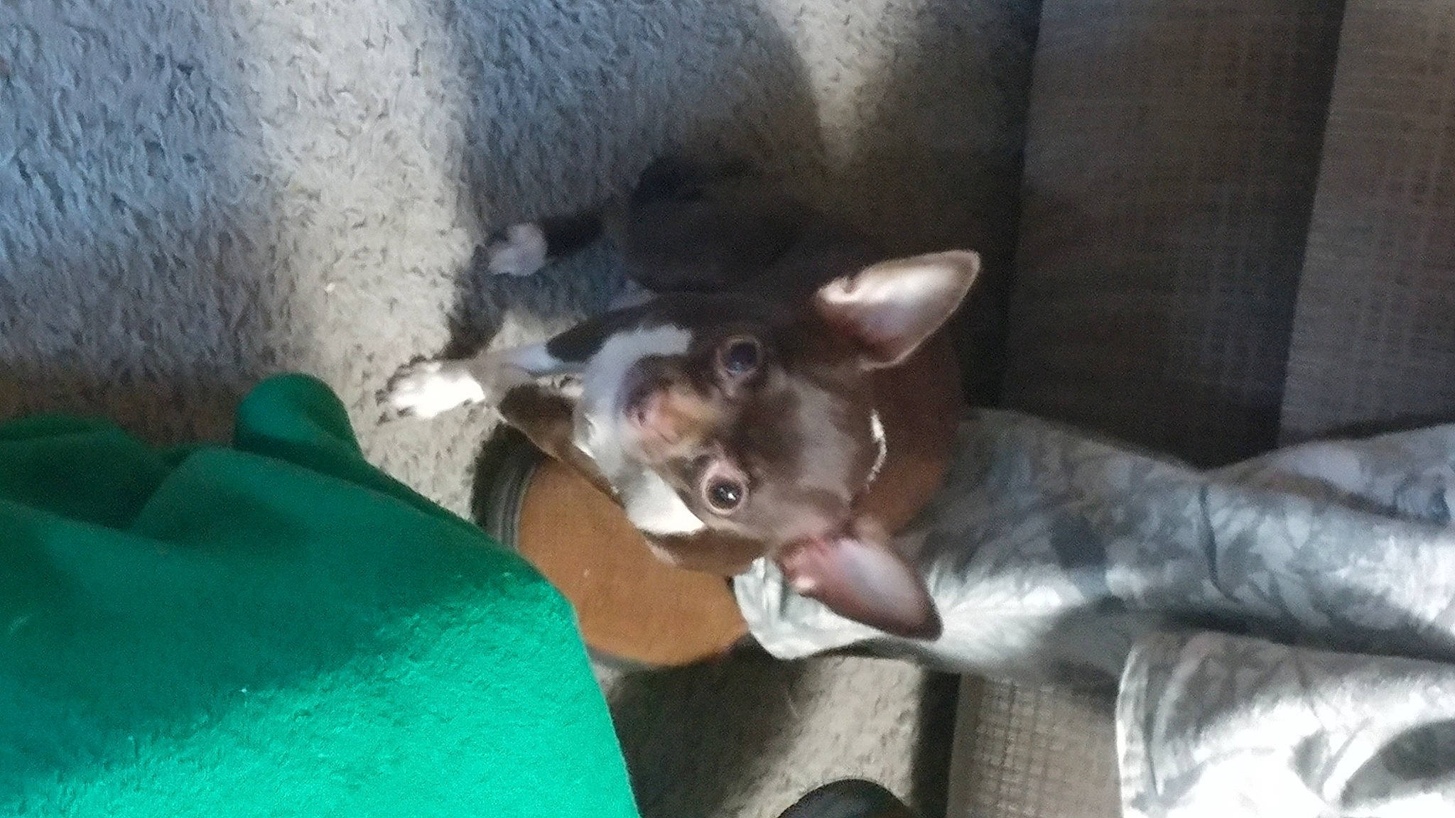 Nadia joined the competition — help win amazing prizes! canidae, carnivore, comfort, companion_dog, dog, dog_breed, ear, fawn, non_sporting_group, snout, sporting_group, working_animal