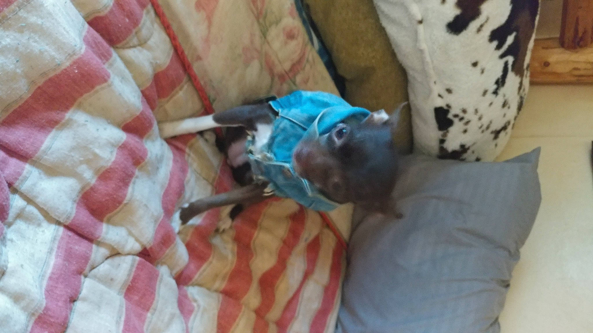 Nadia is registered to the contest to win money with this photo: bed, bed_sheet, bedding, carnivore, comfort, companion_dog, dog_breed, dog_supply, electric_blue, fawn, felidae, fur, linens, pattern, room, small_to_medium_sized_cats, stuffed_toy, tartan, toy, toy_dog