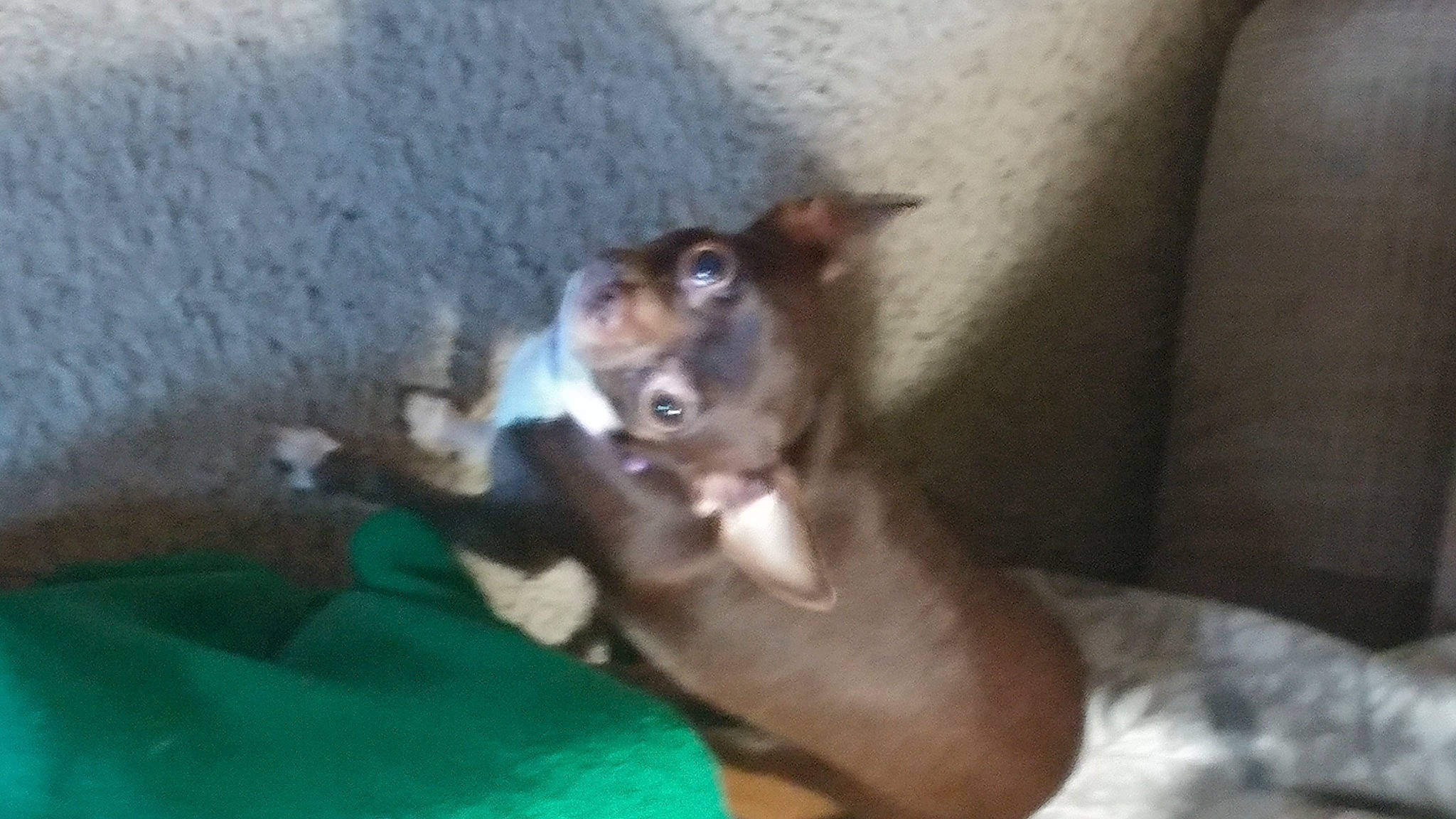 Nadia is registered to the contest to win money with this photo: canidae, carnivore, comfort, companion_dog, dog, dog_breed, ear, fawn, liver, paw, snout, sporting_group, toy_dog, watch, whiskers, working_animal