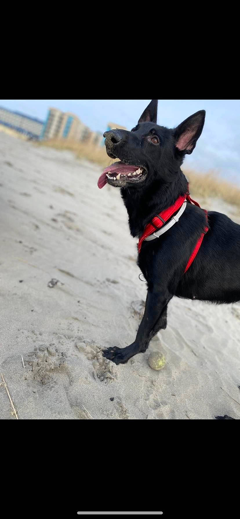 Nova is registered to the contest to win money with this photo: borador, canidae, carmine, carnivore, collar, companion_dog, dog, dog_breed, dog_collar, dog_supply, fashion_accessory, fawn, guard_dog, leash, sky, snout, sporting_group, tail, whiskers, working_animal