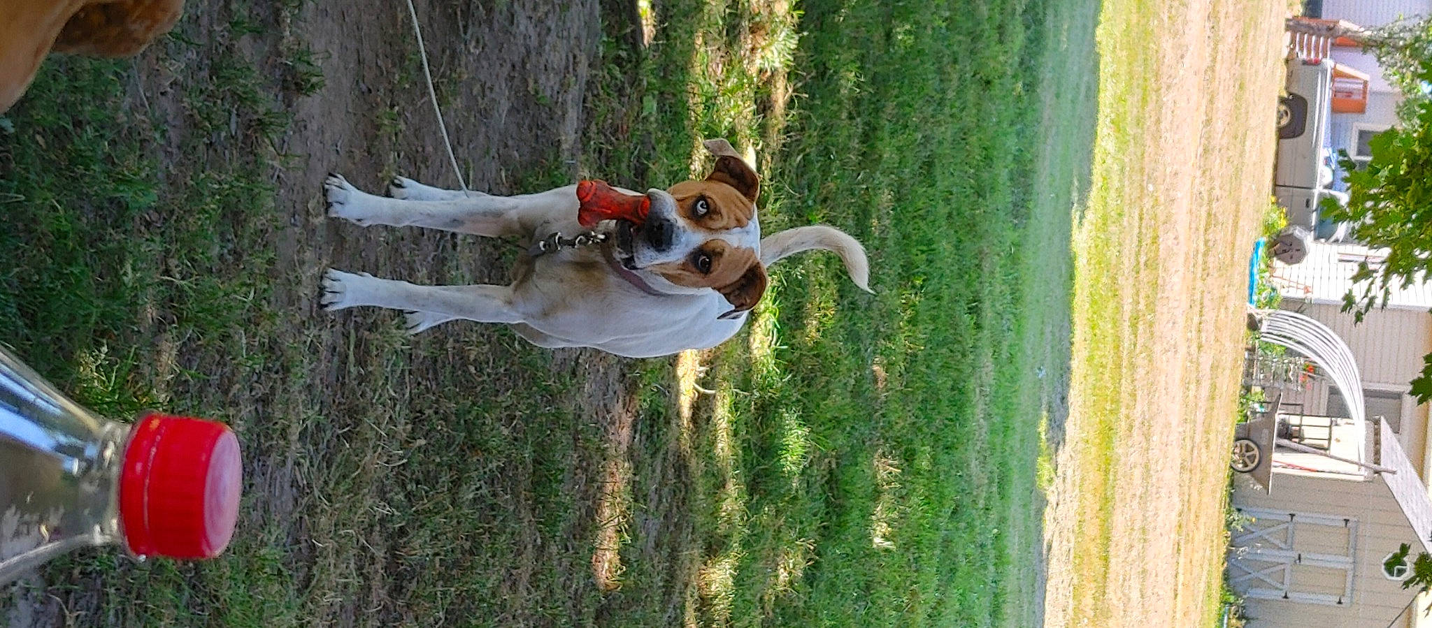 Olivia is registered to the contest to win money with this photo: adventure, canidae, carnivore, companion_dog, dog, dog_breed, fawn, fun, grass, green, happy, landscape, leisure, plant, recreation, sporting_group, tree, water, wildlife, wood