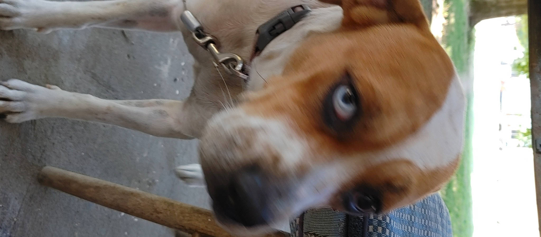 Olivia joined the competition — help win amazing prizes! canidae, carnivore, collar, companion_dog, dog, dog_breed, dog_collar, ear, fawn, fur, liver, paw, puppy, snout, sporting_group, street_dog, terrestrial_animal, whiskers, wildlife, working_animal