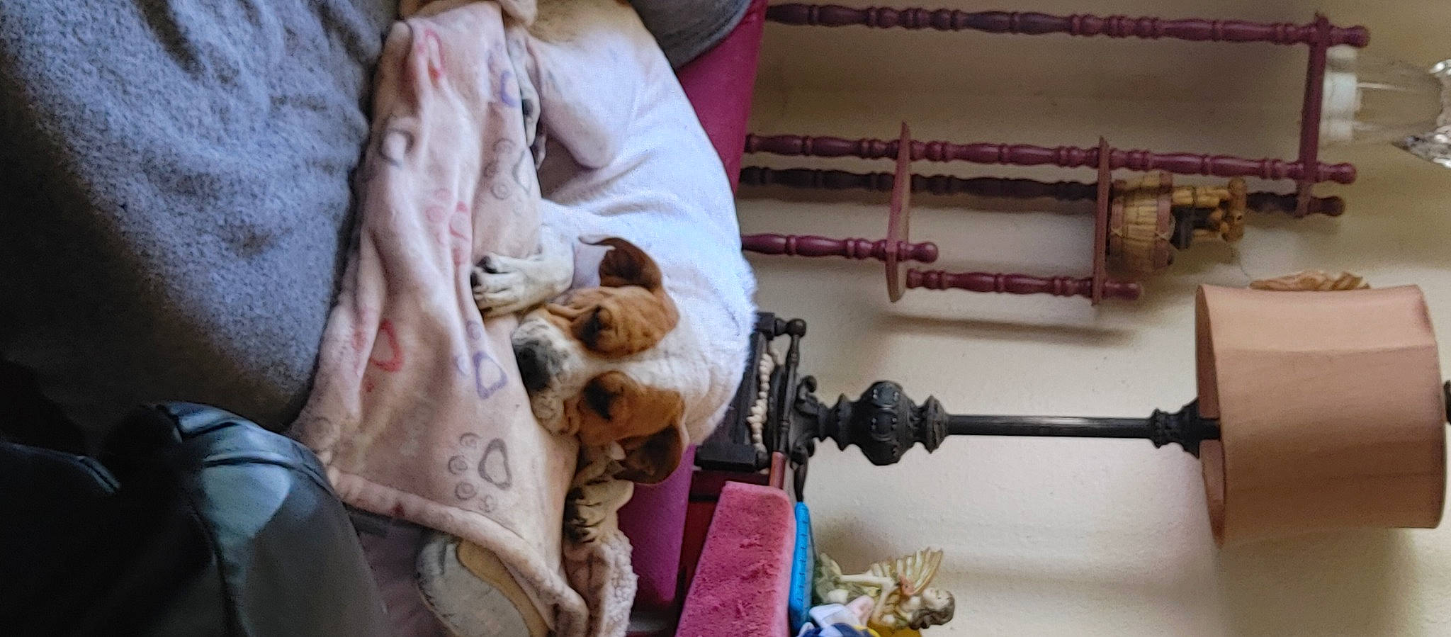 Olivia is registered to the contest to win money with this photo: comfort, companion_dog, craft, fur, linens, magenta, room, textile, thread, weaving, wood