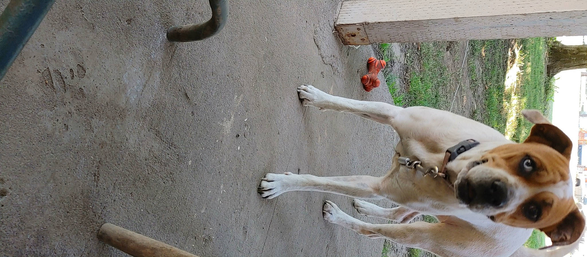 Olivia is registered to the contest to win money with this photo: art, barechested, canidae, cement, concrete, dog, elbow, fawn, flesh, foot, human_leg, knee, plant, sculpture, shadow, sporting_group, tail, visual_arts, wood, working_animal