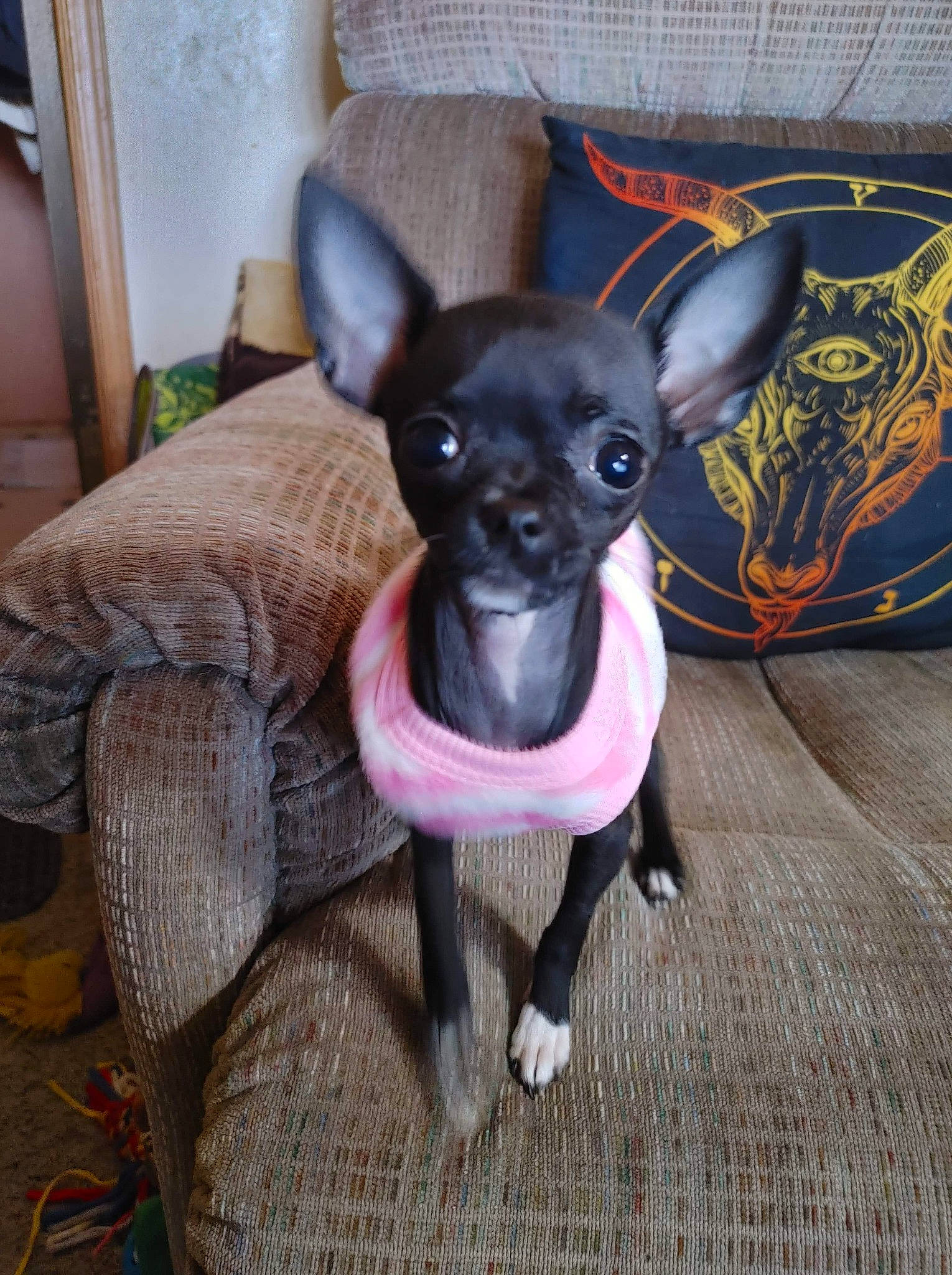 Tiana joined the competition — help win amazing prizes! canidae, carmine, carnivore, chihuahua, comfort, companion_dog, corgi_chihuahua, dog, dog_breed, dog_supply, ear, fawn, fur, liver, snout, sporting_group, terrestrial_animal, toy_dog, whiskers, working_animal