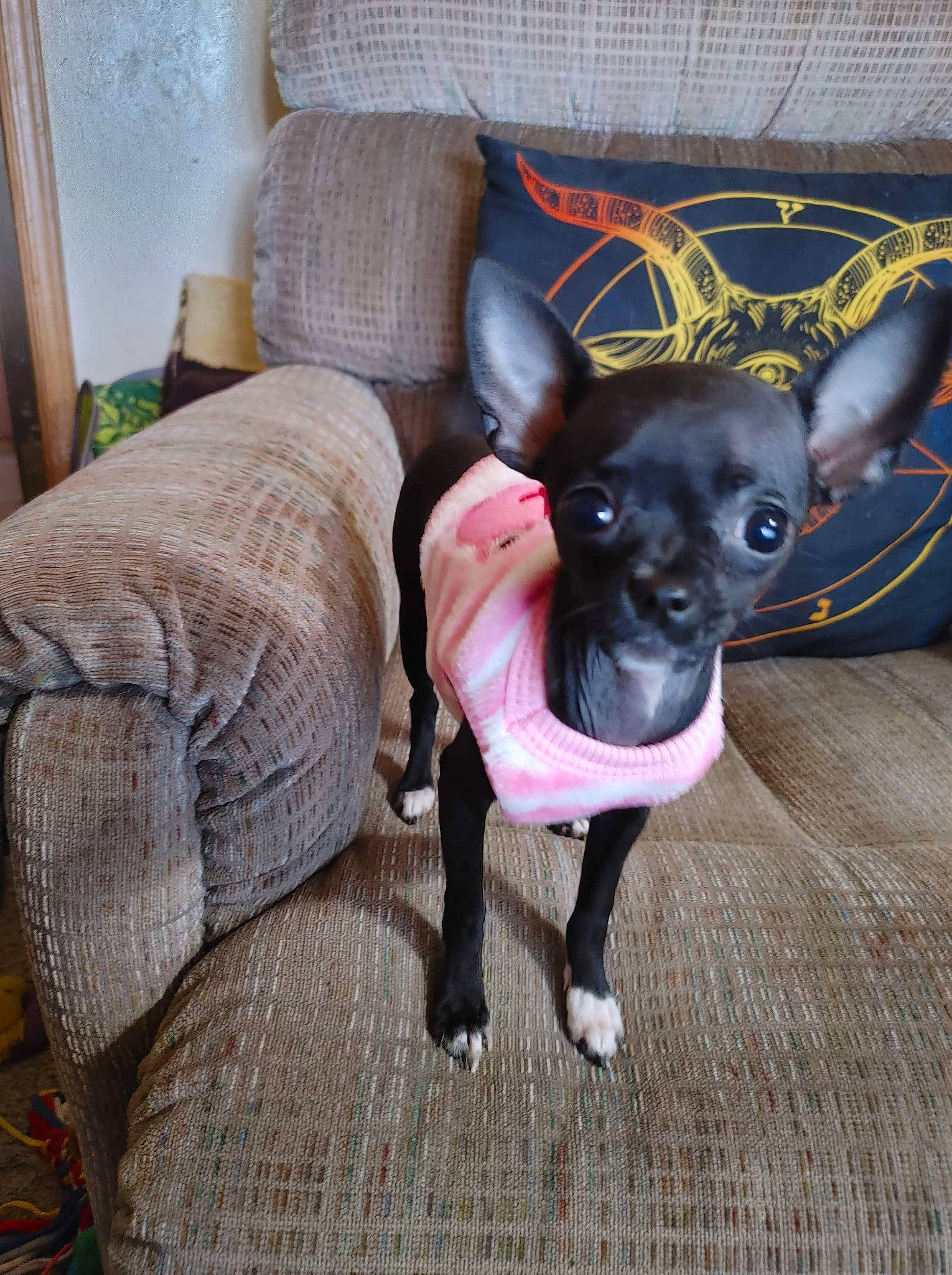 Tiana is registered to the contest to win money with this photo: canidae, carnivore, chihuahua, comfort, companion_dog, couch, dog, dog_breed, dog_supply, ear, fawn, flooring, fur, grey, snout, sporting_group, tail, toy_dog, whiskers, working_animal