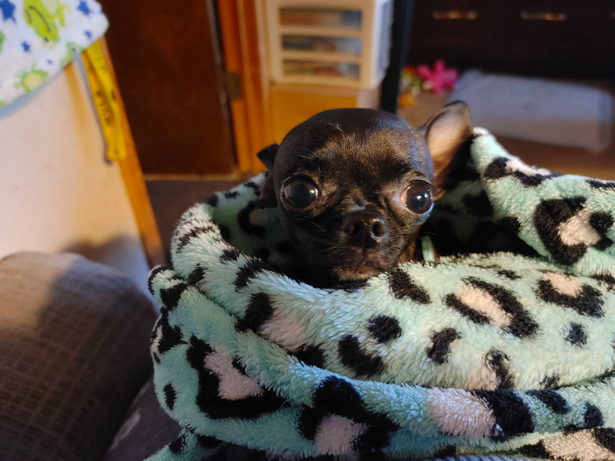 Tiana is registered to the contest to win money with this photo: canidae, carnivore, chihuahua, comfort, companion_dog, dog, dog_bed, dog_breed, fawn, felidae, fur, linens, pattern, small_to_medium_sized_cats, snout, sporting_group, terrestrial_animal, toy_dog, whiskers, working_animal
