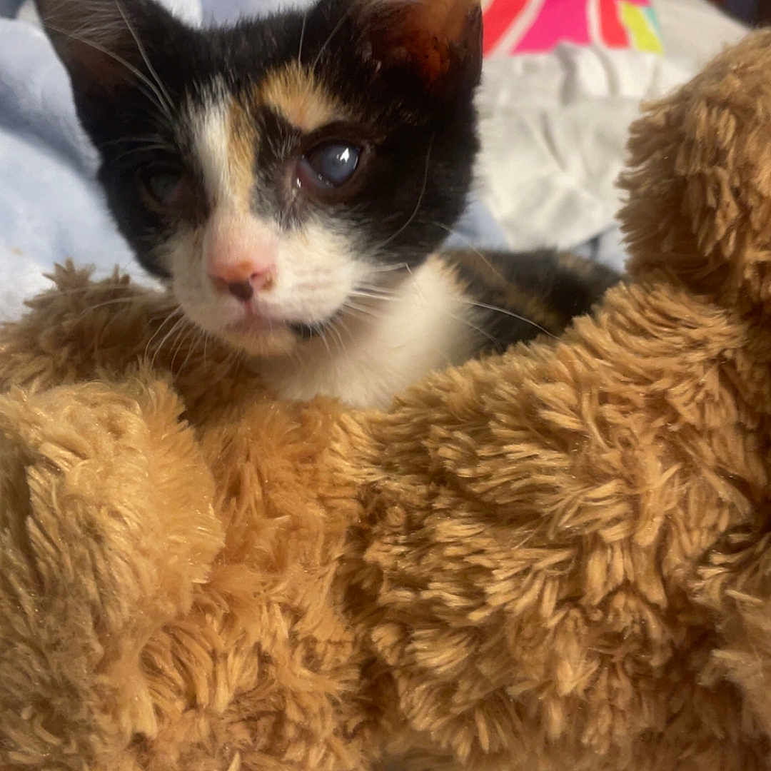 𝗘𝗹𝗶𝗮𝗵