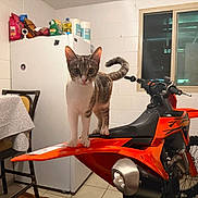 Ej joined the competition — help win amazing prizes! cat, kitten, animal, pet, motorcycle, dirt_bike, orange, indoors, kitchen, refrigerator, window, table, chair, white_wall, tile_floor, standing, portrait, wide_eyed, striped_fur, vehicle