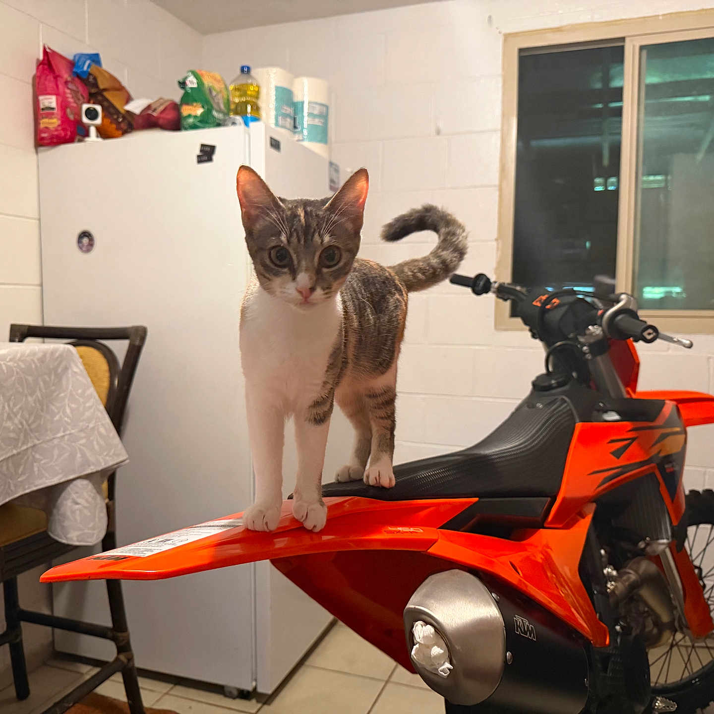 Ej joined the competition — help win amazing prizes! cat, kitten, animal, pet, motorcycle, dirt_bike, orange, indoors, kitchen, refrigerator, window, table, chair, white_wall, tile_floor, standing, portrait, wide_eyed, striped_fur, vehicle