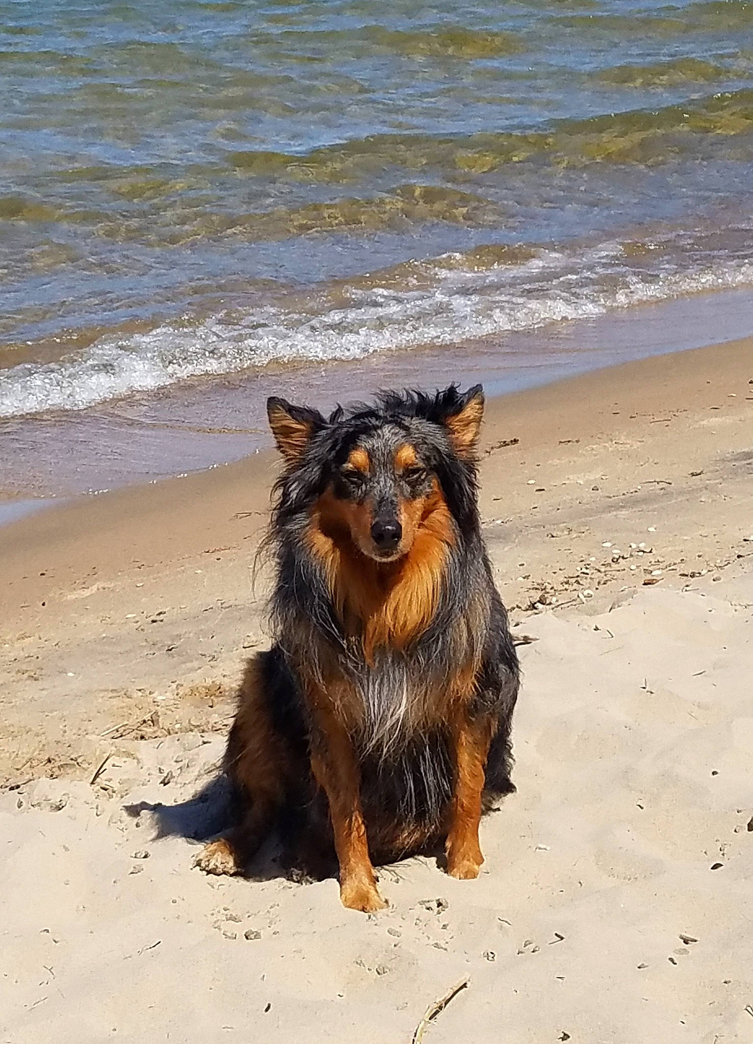 Cubby joined the competition — help win amazing prizes! beach, body_of_water, canidae, carnivore, coast, companion_dog, dog, dog_breed, fur, herding_dog, ocean, sand, snout, sporting_group, terrestrial_animal, water, wave, wildlife, wind_wave, working_dog