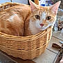 animal, basket, cat, cat_image, cozy, curious, cute, domestic, fur, glass, indoor, kitchen, looking, magnet, orange_cat, pet, refrigerator, table, whiskers, woven