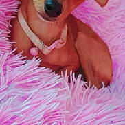 Prune participe au concours pour gagner de l'argent avec cette photo : animal, brown_dog, close_up, collar, cozy, cute, cute_pet, dog, ears, fluffy_blanket, fur, indoor, looking, pet, pink_blanket, portrait, resting, small_dog, snout, soft_texture