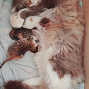 Moumoune a rejoint le concours — aidez-le/la à gagner de superbes lots ! cat, kitten, mother_cat, nursing, cardboard_box, blue_cloth, fur, sleeping, resting, animal, pet, cute, domestic_cat, whiskers, tail, small_kittens, feline, cozy, family, indoors