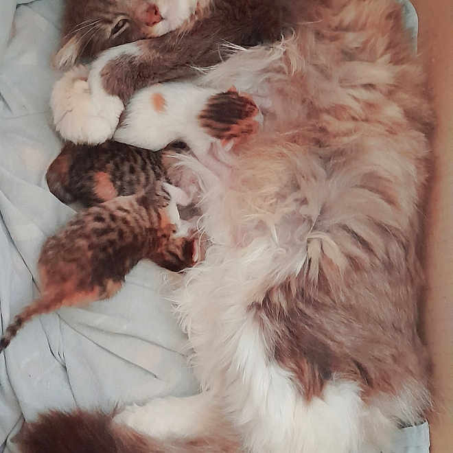 Moumoune a rejoint le concours — aidez-le/la à gagner de superbes lots ! cat, kitten, mother_cat, nursing, cardboard_box, blue_cloth, fur, sleeping, resting, animal, pet, cute, domestic_cat, whiskers, tail, small_kittens, feline, cozy, family, indoors