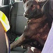 Chaussette a rejoint le concours — aidez-le/la à gagner de superbes lots ! animal, backseat, black_dog, canine, car_interior, collar, dog, domestic_animal, fabric, headrest, indoors, leisure, pet, resting, seat, seatbelt, transportation, vehicle, window, yellow_jacket